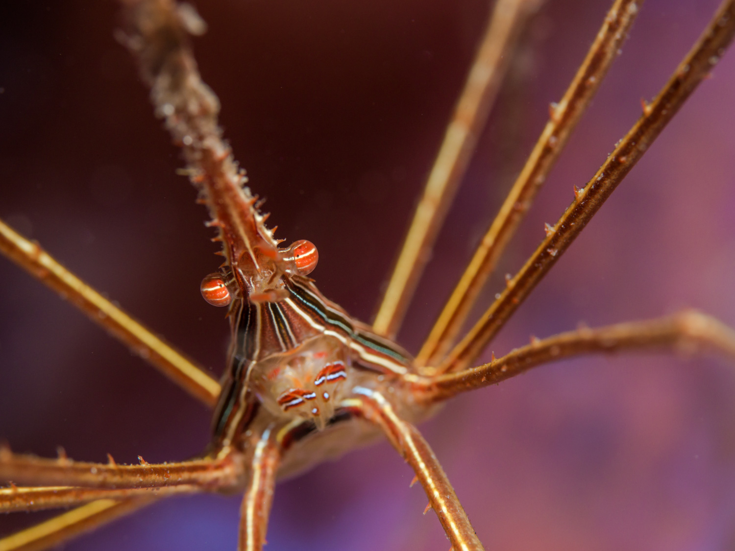 Yellowline Arrow Crab