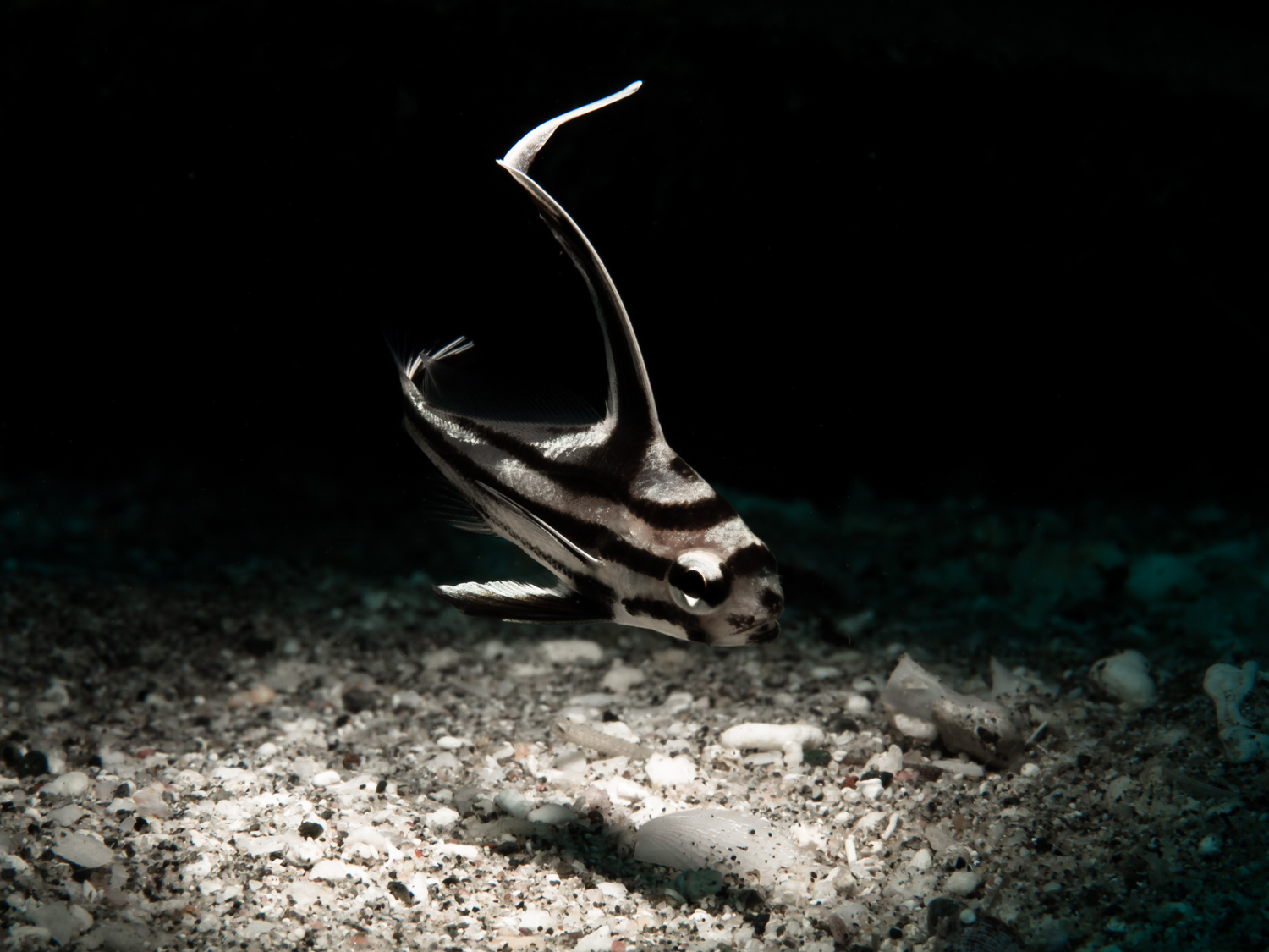 Juvenile Highhat