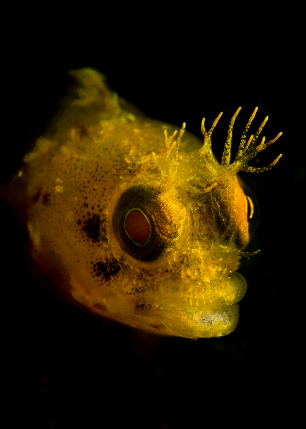 Roughhead Blenny