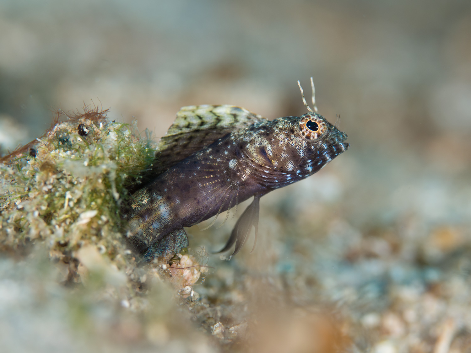 Sailfin Blenny
