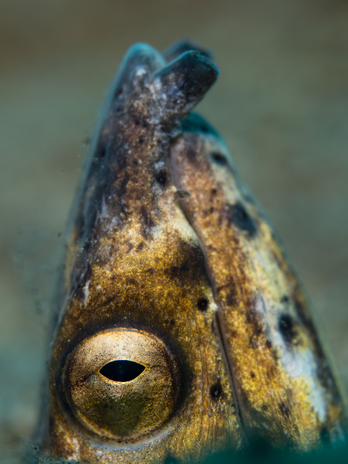 Golden Eye