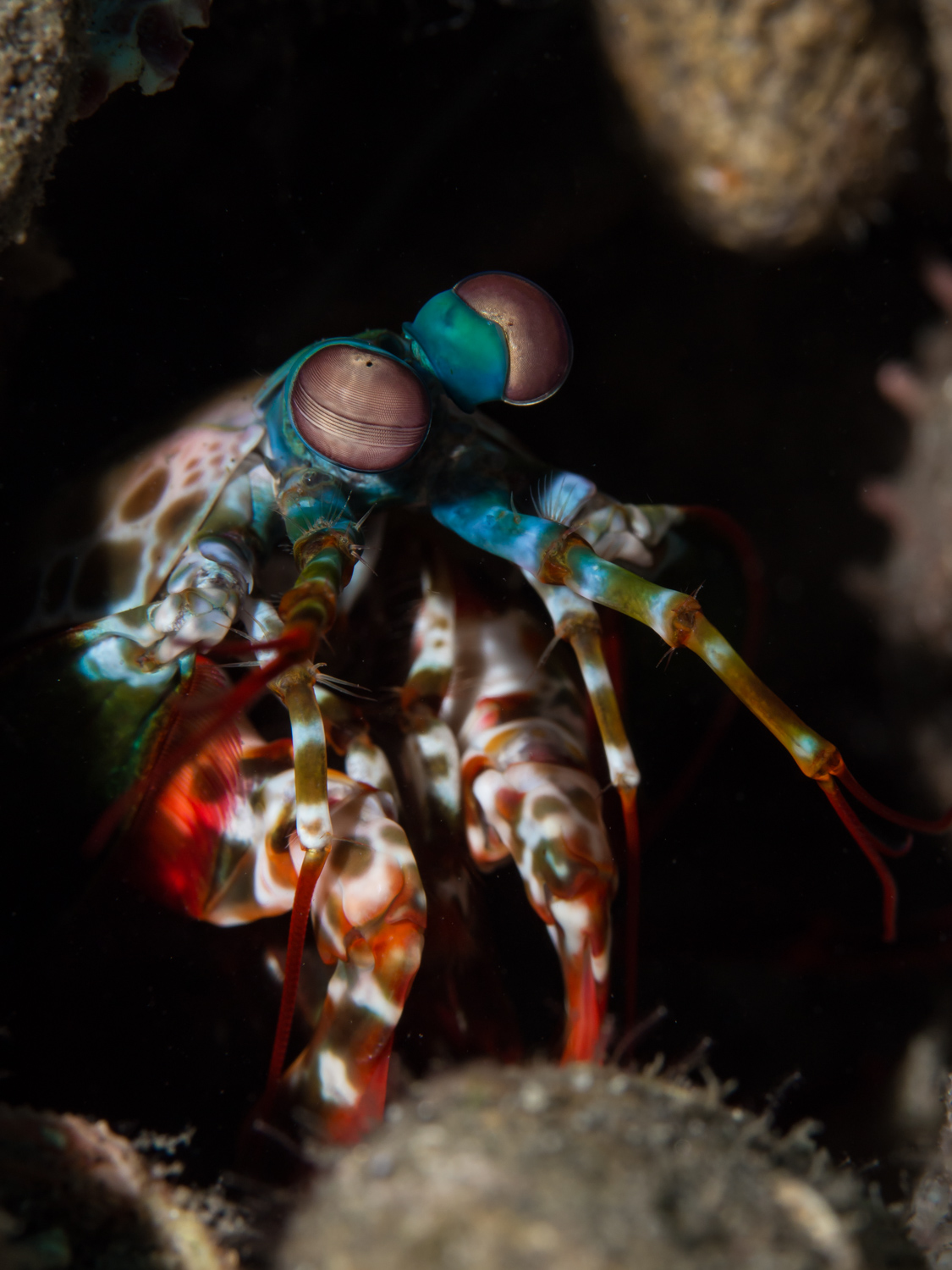Peacock Mantis Shrimp