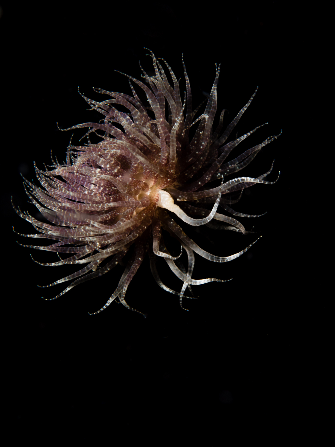 Swimming Anemone