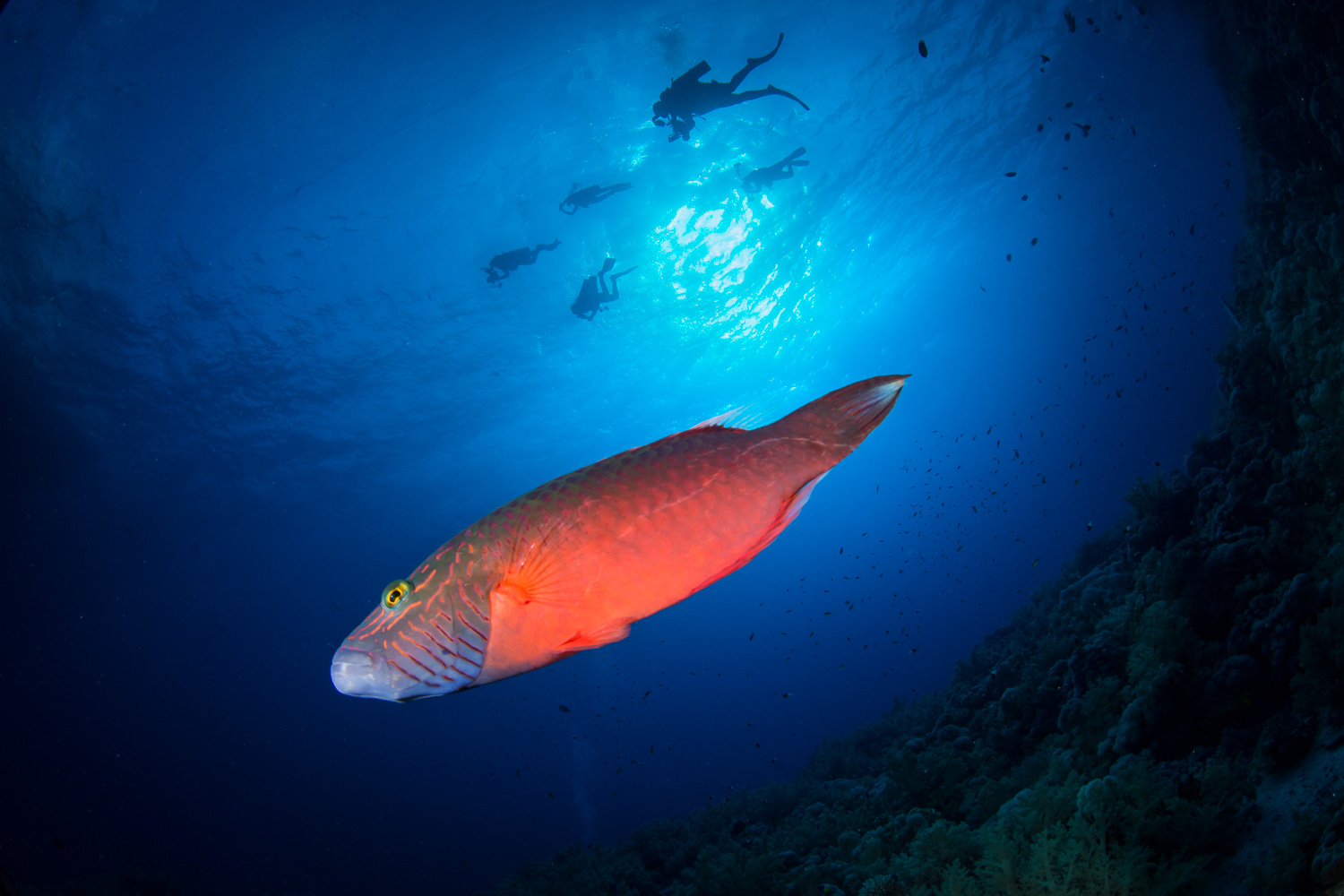 Wrasse & Divers
