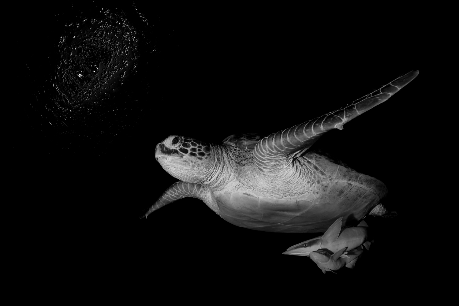 Turtle Swims by Moonlight