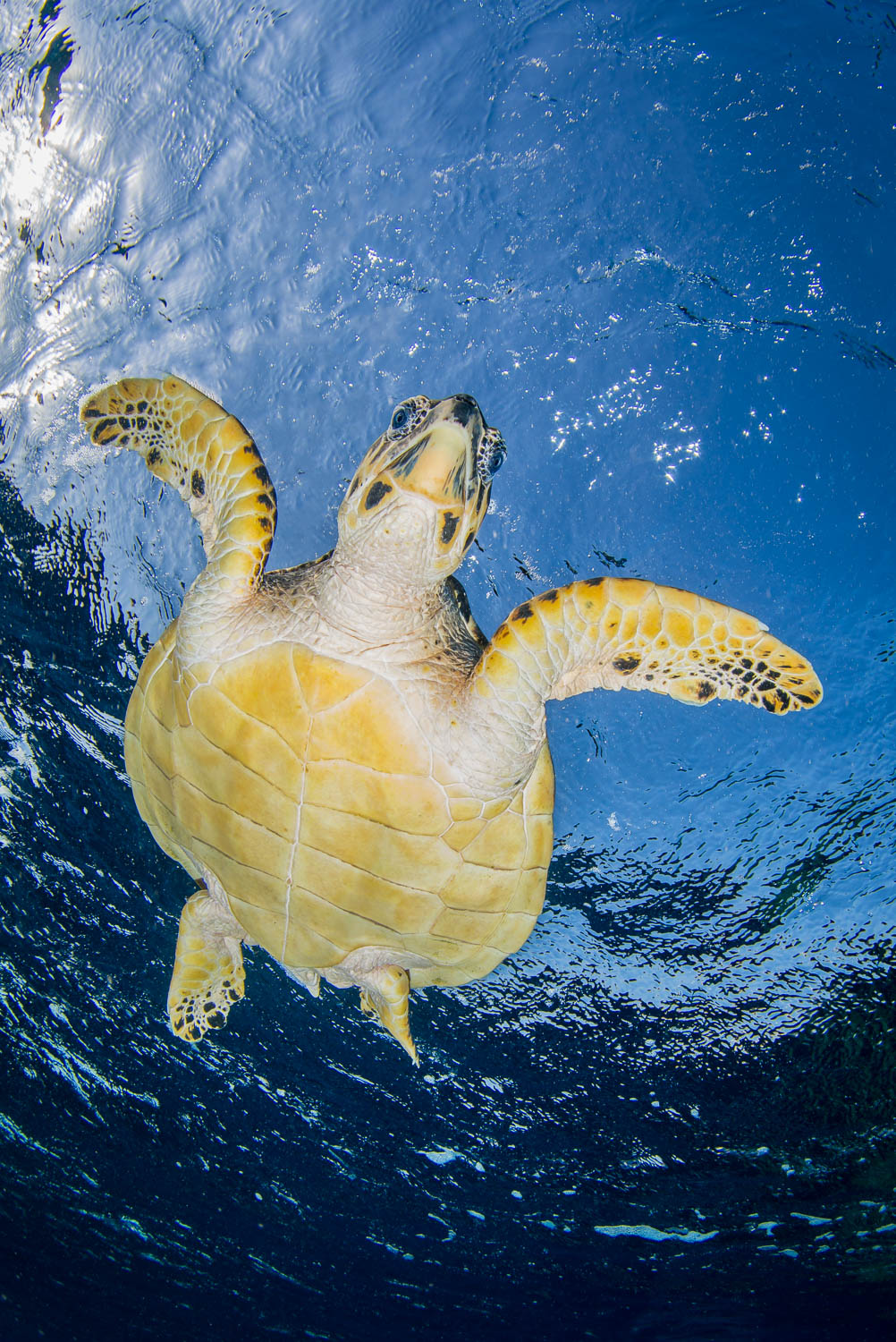 Turtle Breathold