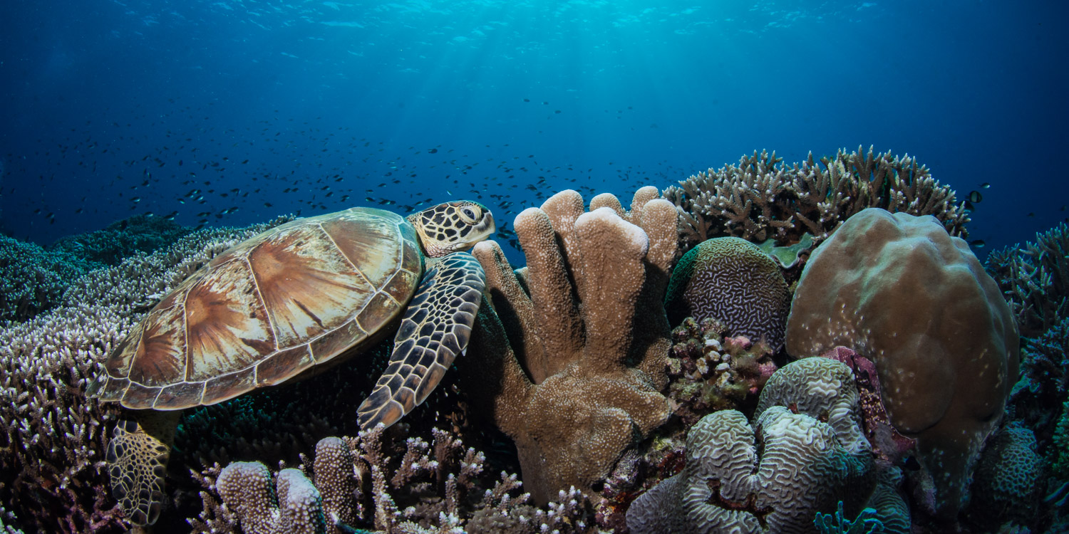 Turtle at Peace