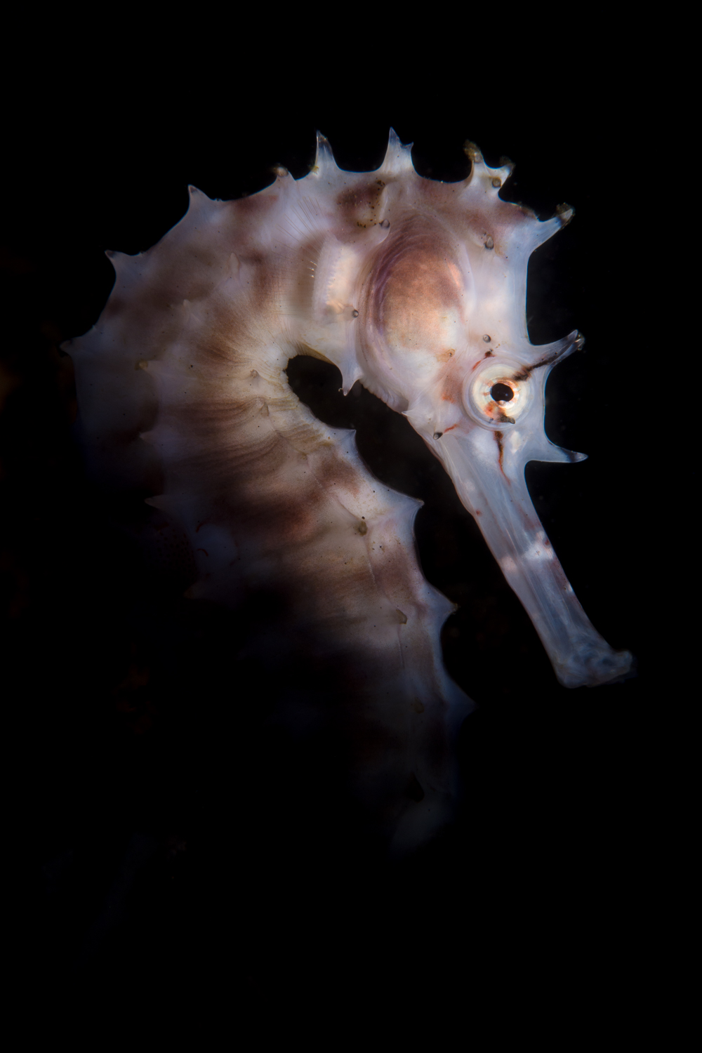 Thorny Seahorse