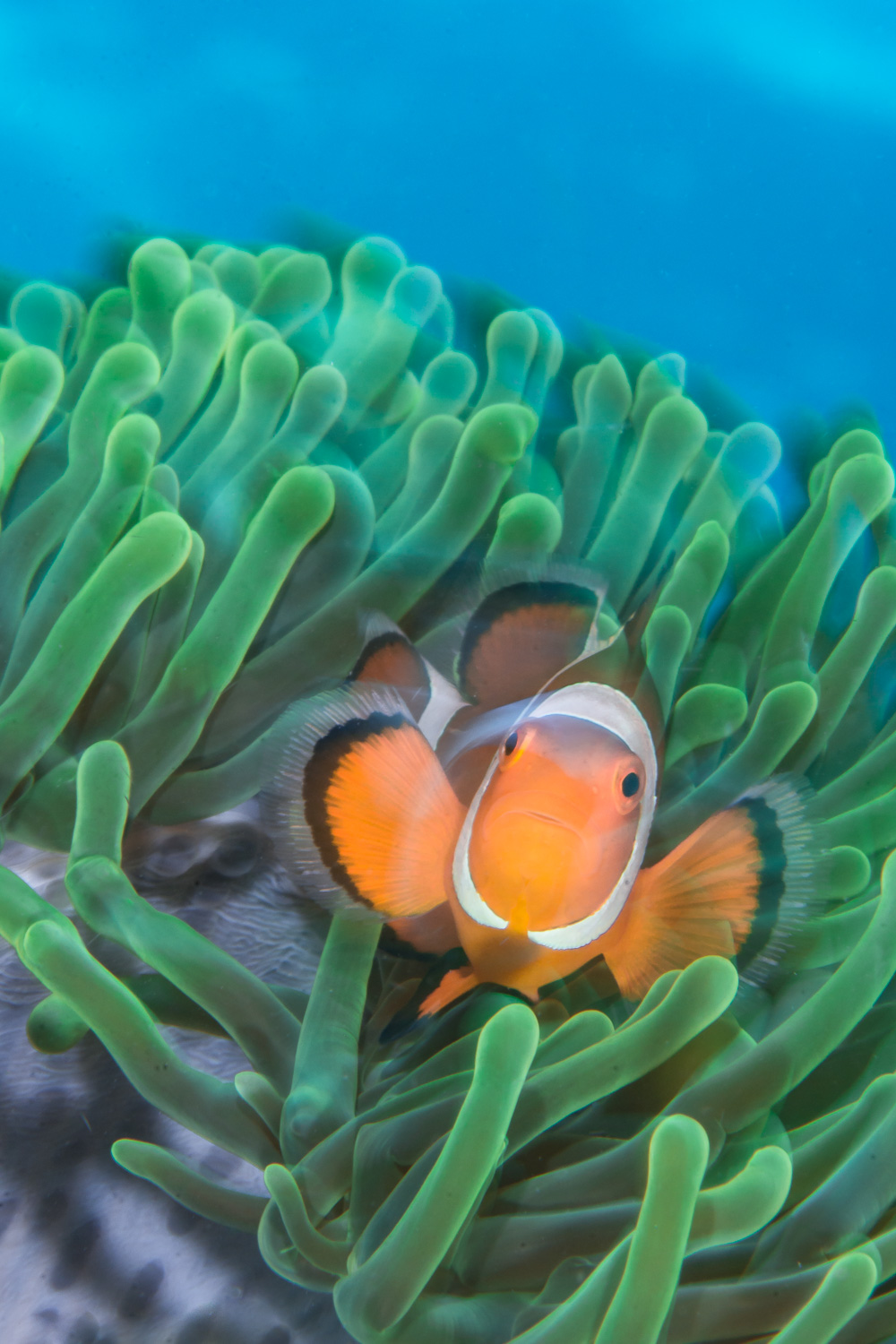 Nemo in Motion