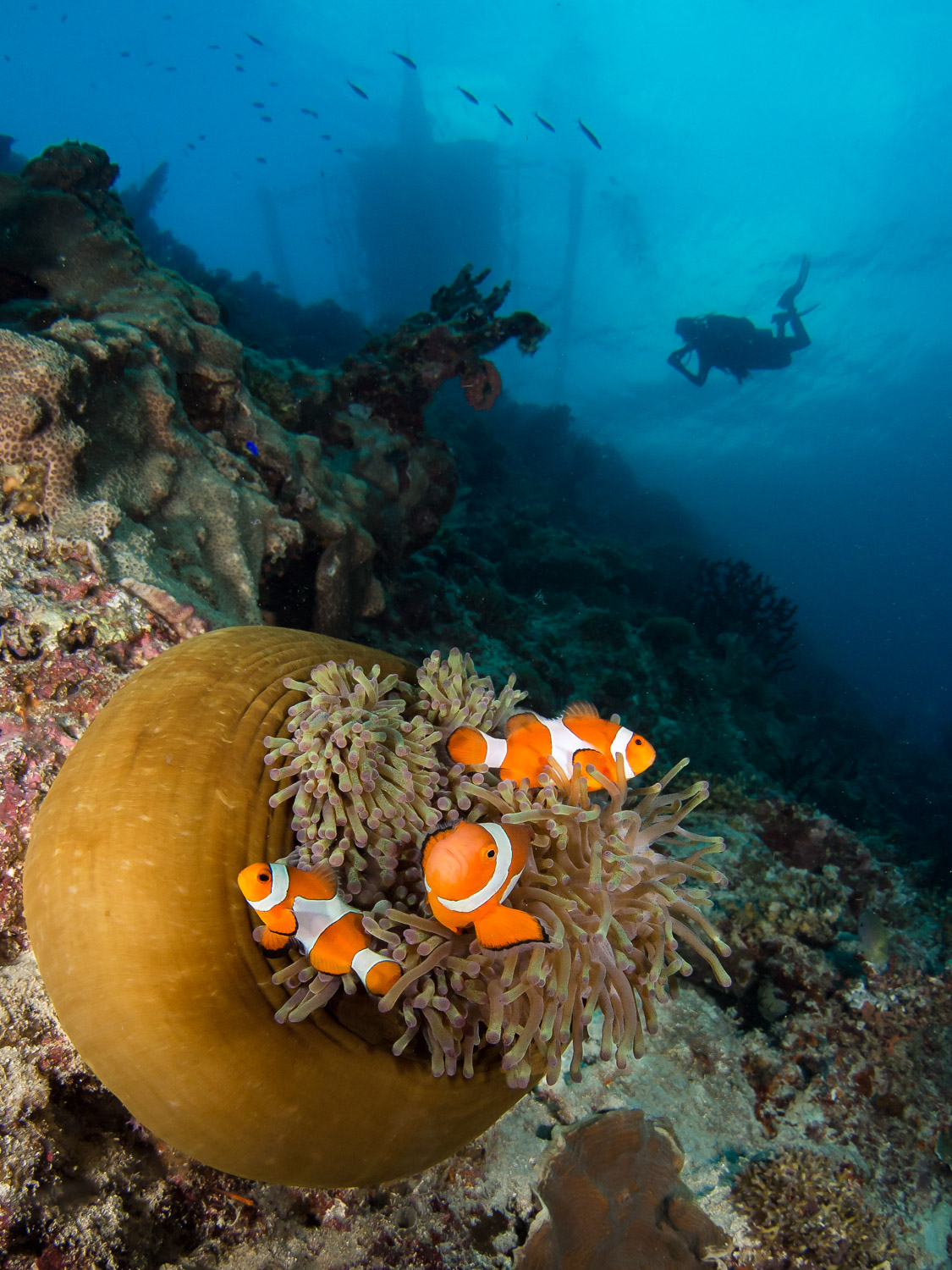 Nemo at Sunset