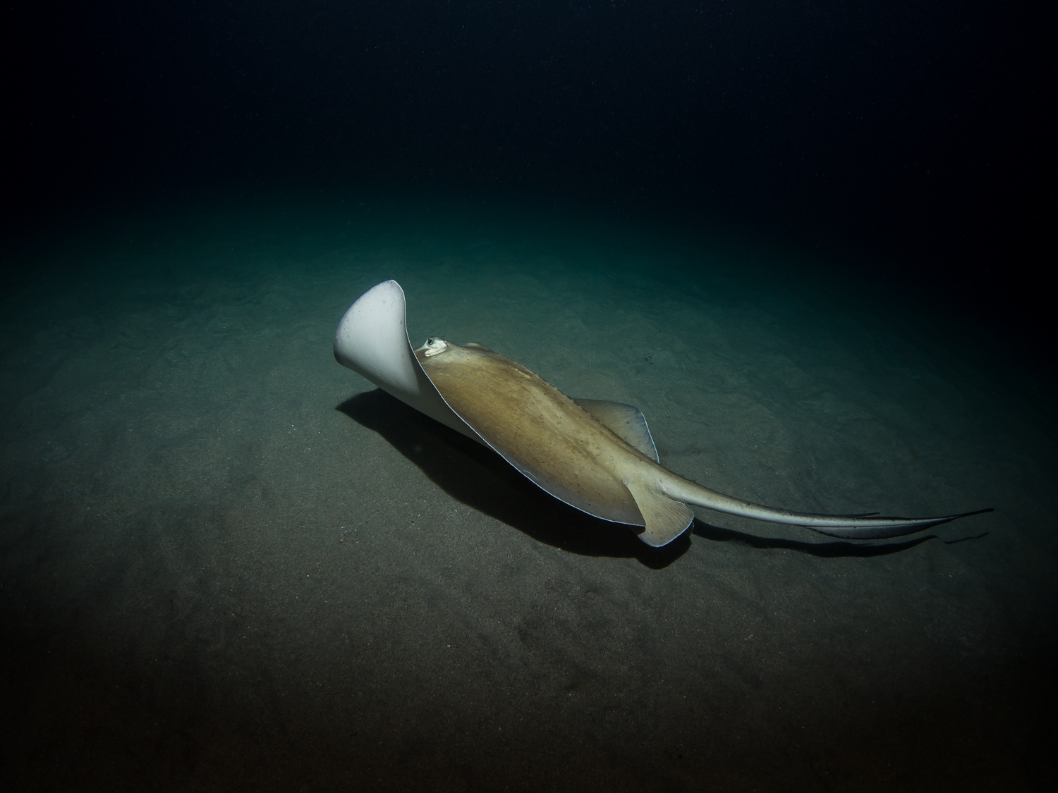 Stingray by Night