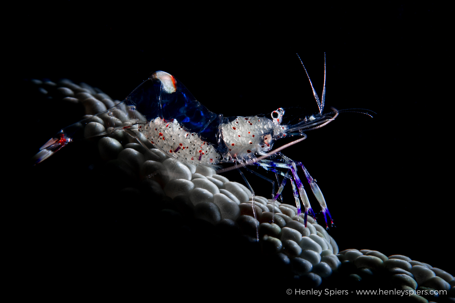 Shrimp Rider