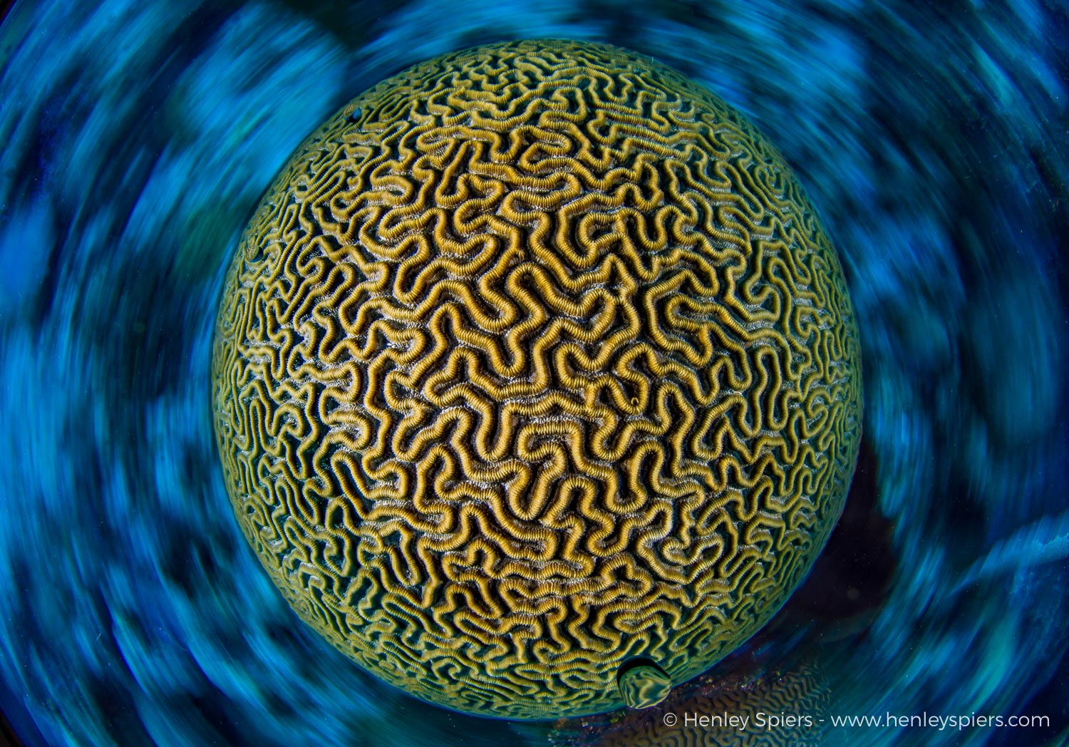 Brain in a Spin