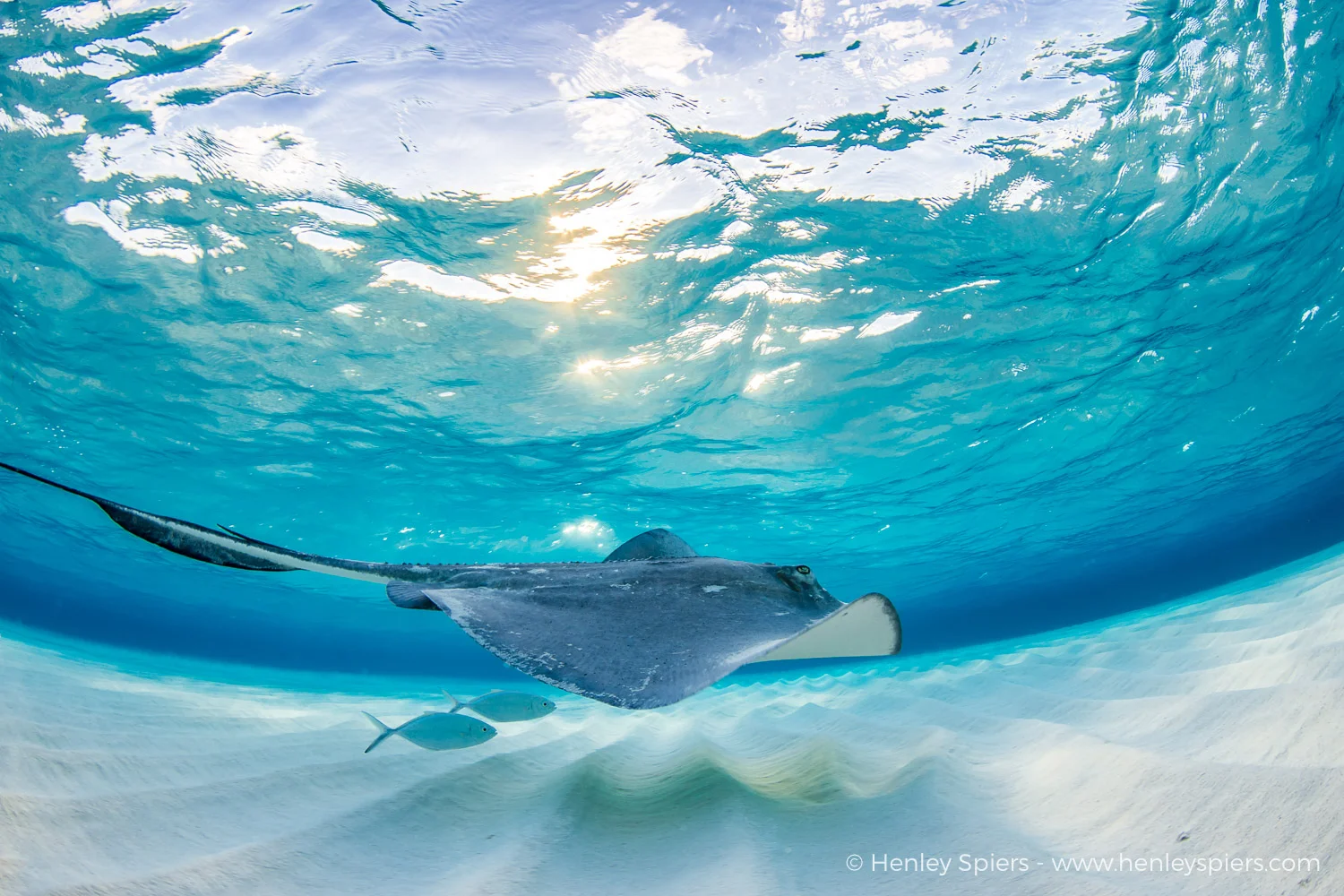 Stingray Magic