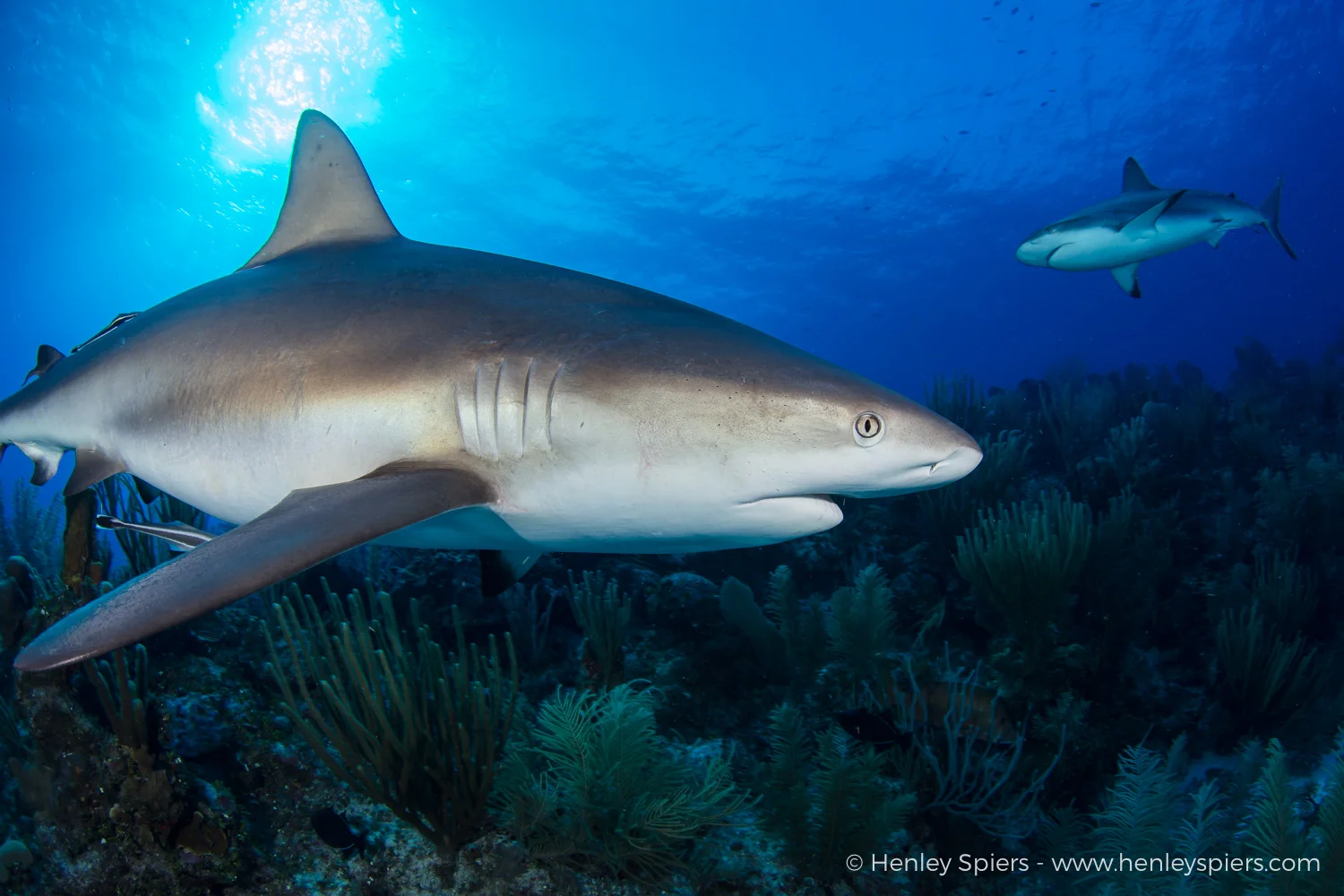Two Sharks