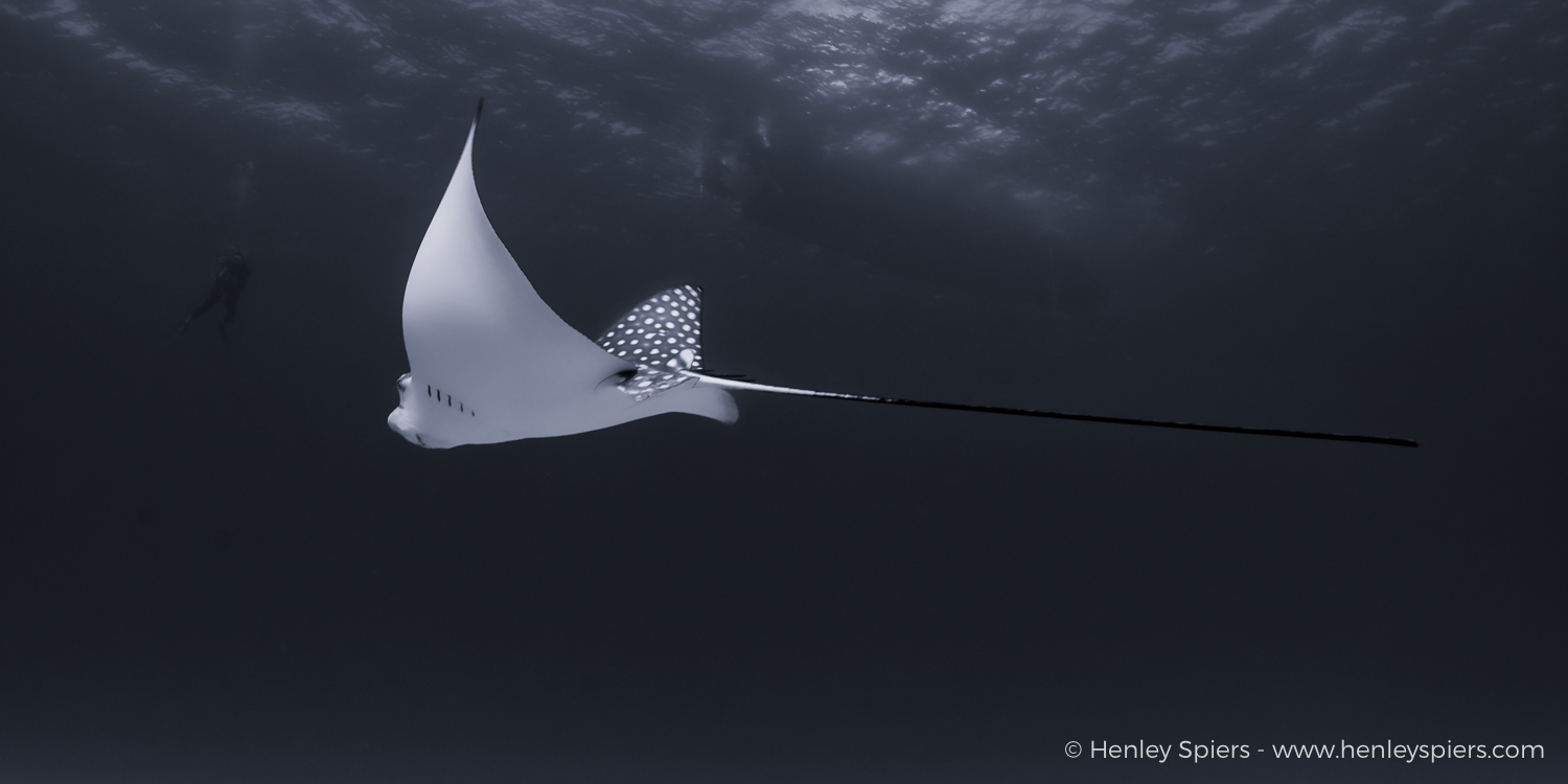 Majestic Eagle Ray