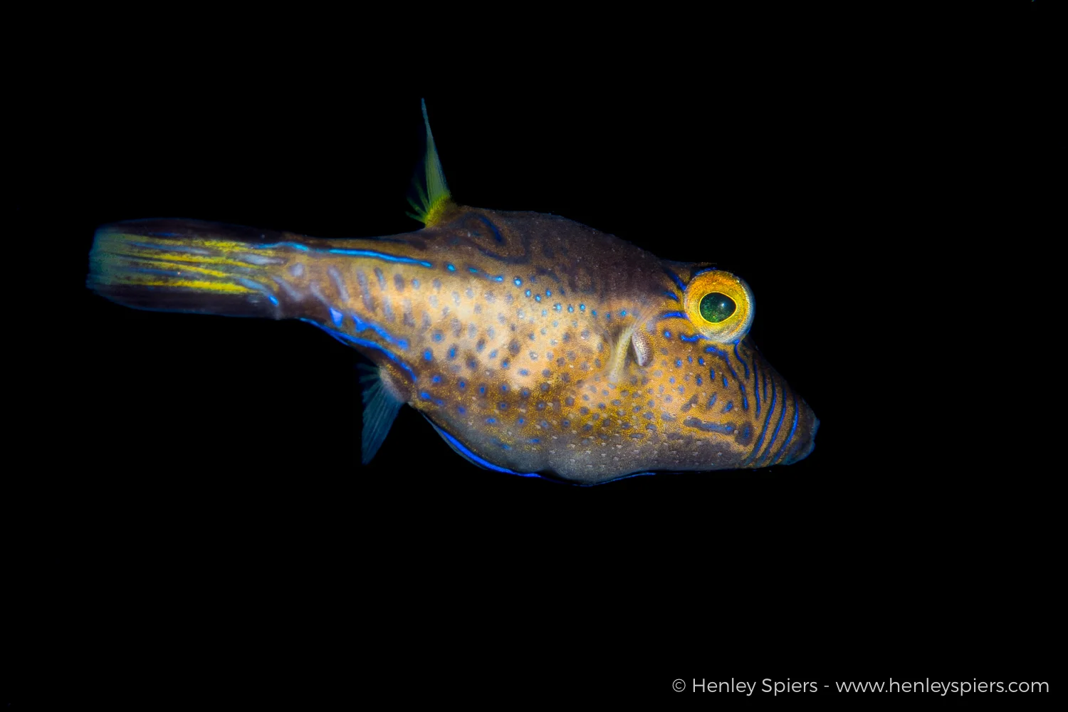 Sharpnose Puffer