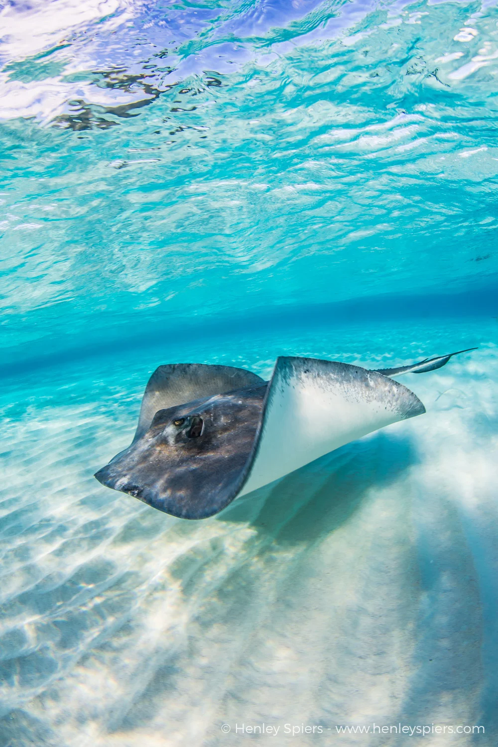 Million Dollar Ray