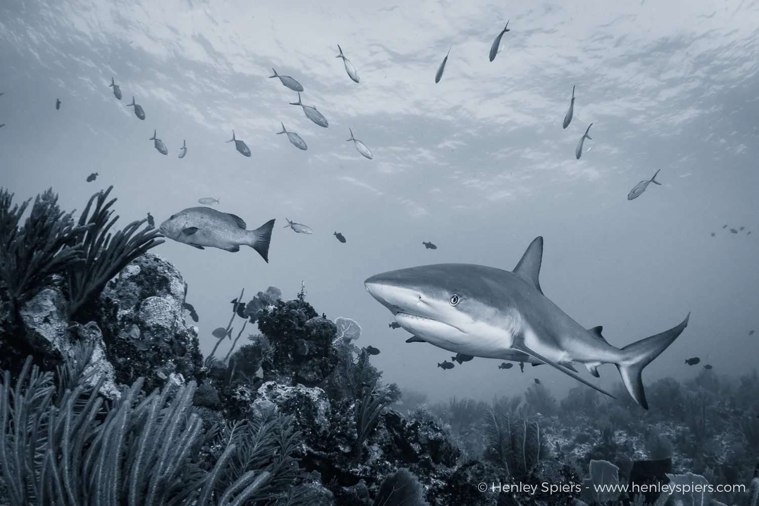 Here_comes_the_shark.jpg