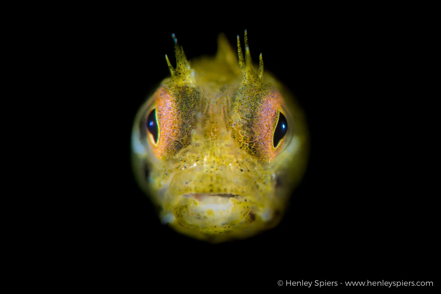 Golden Roughead