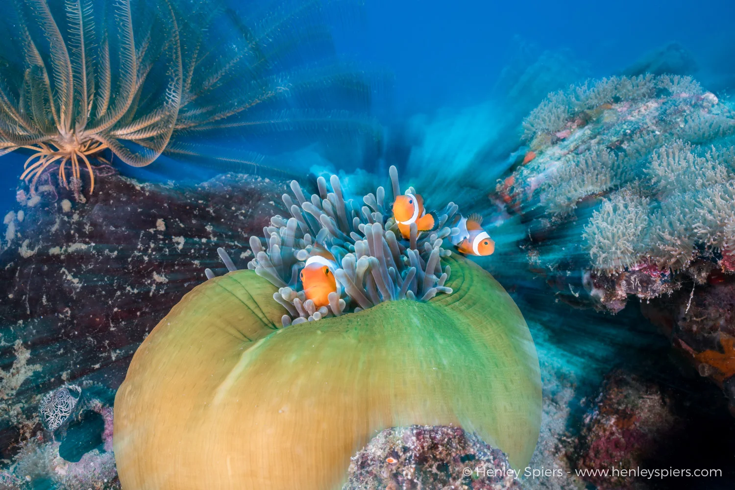 Clownfish_Zoomburst.jpg