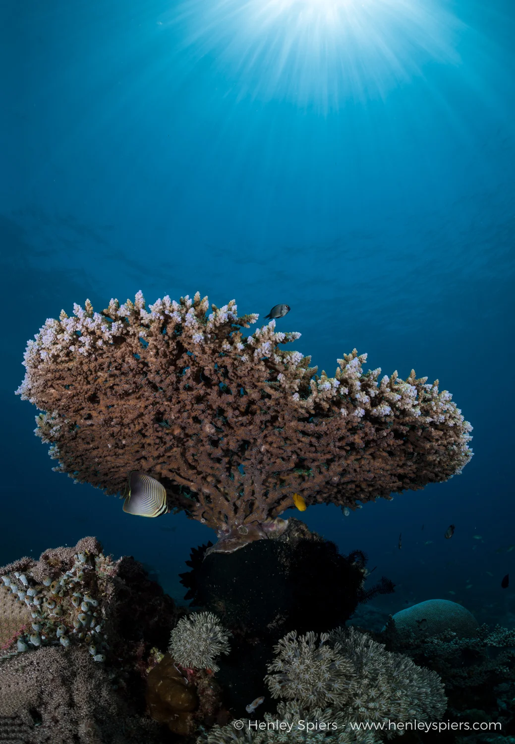 Table_Coral.jpg