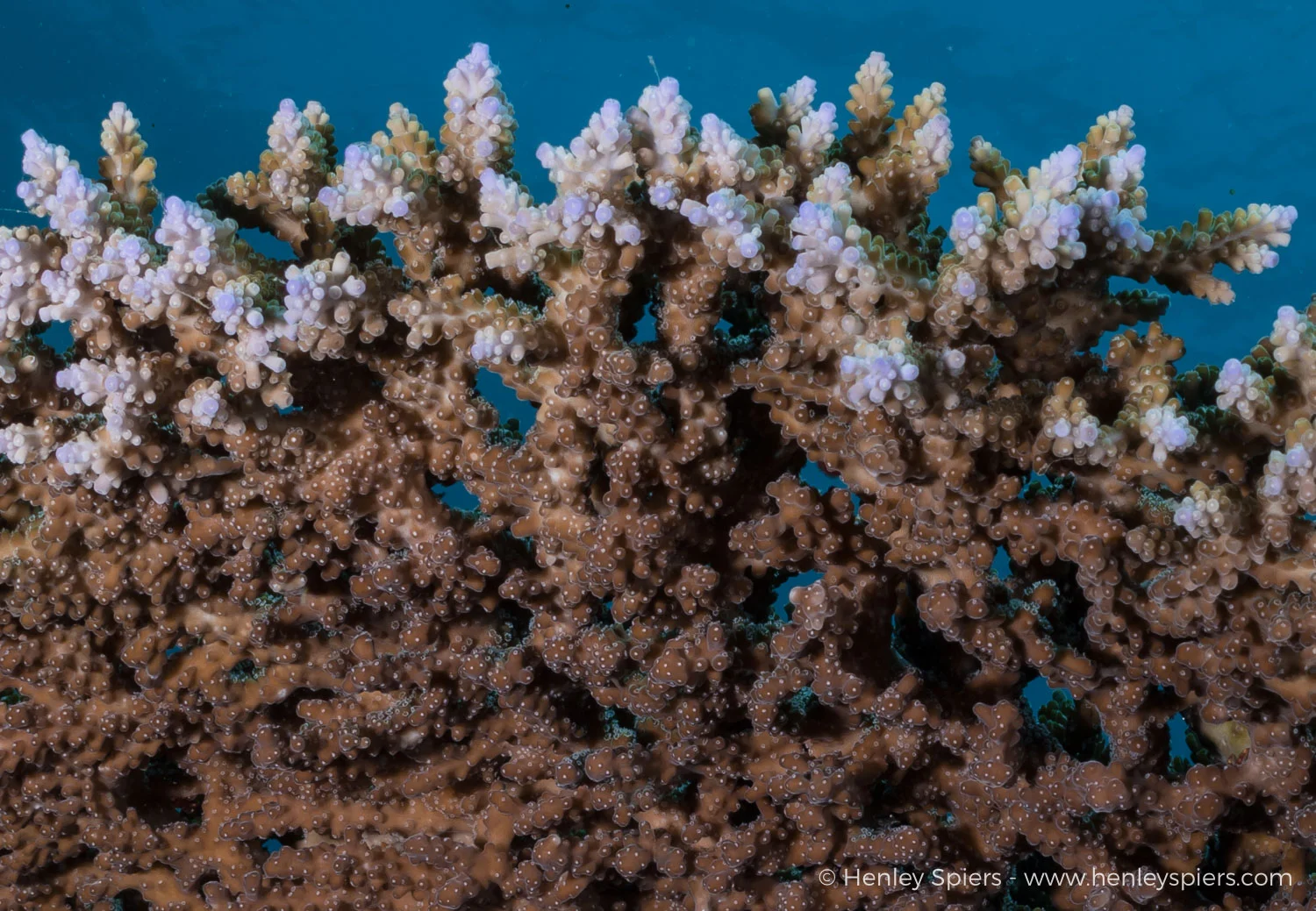 Check out the awesome detail on the table coral from the image above!