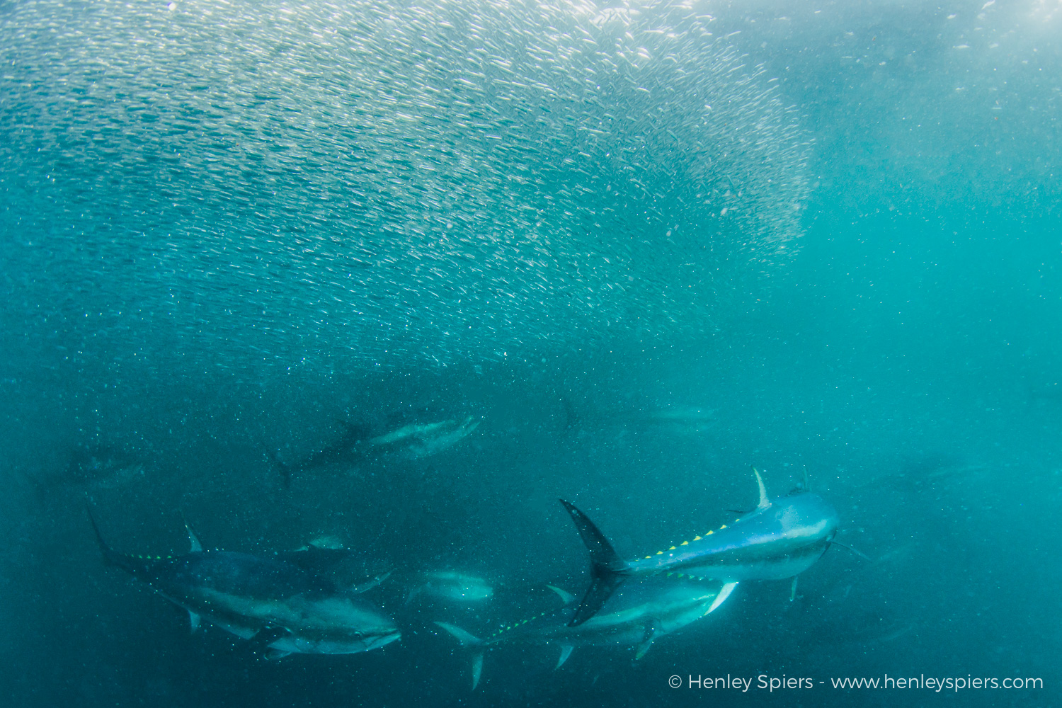 Bluefin Tuna Hunting