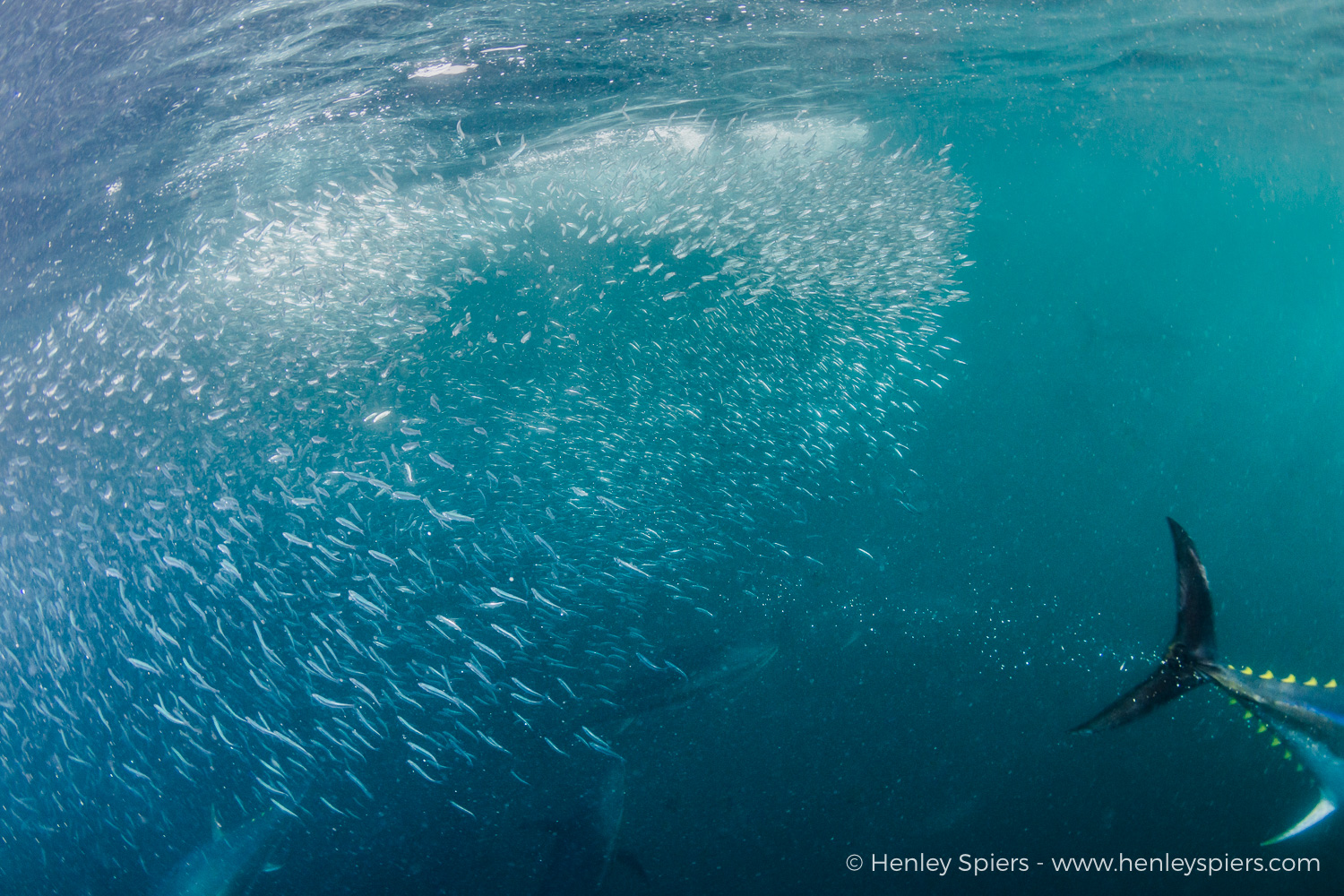 Sardines Scatter