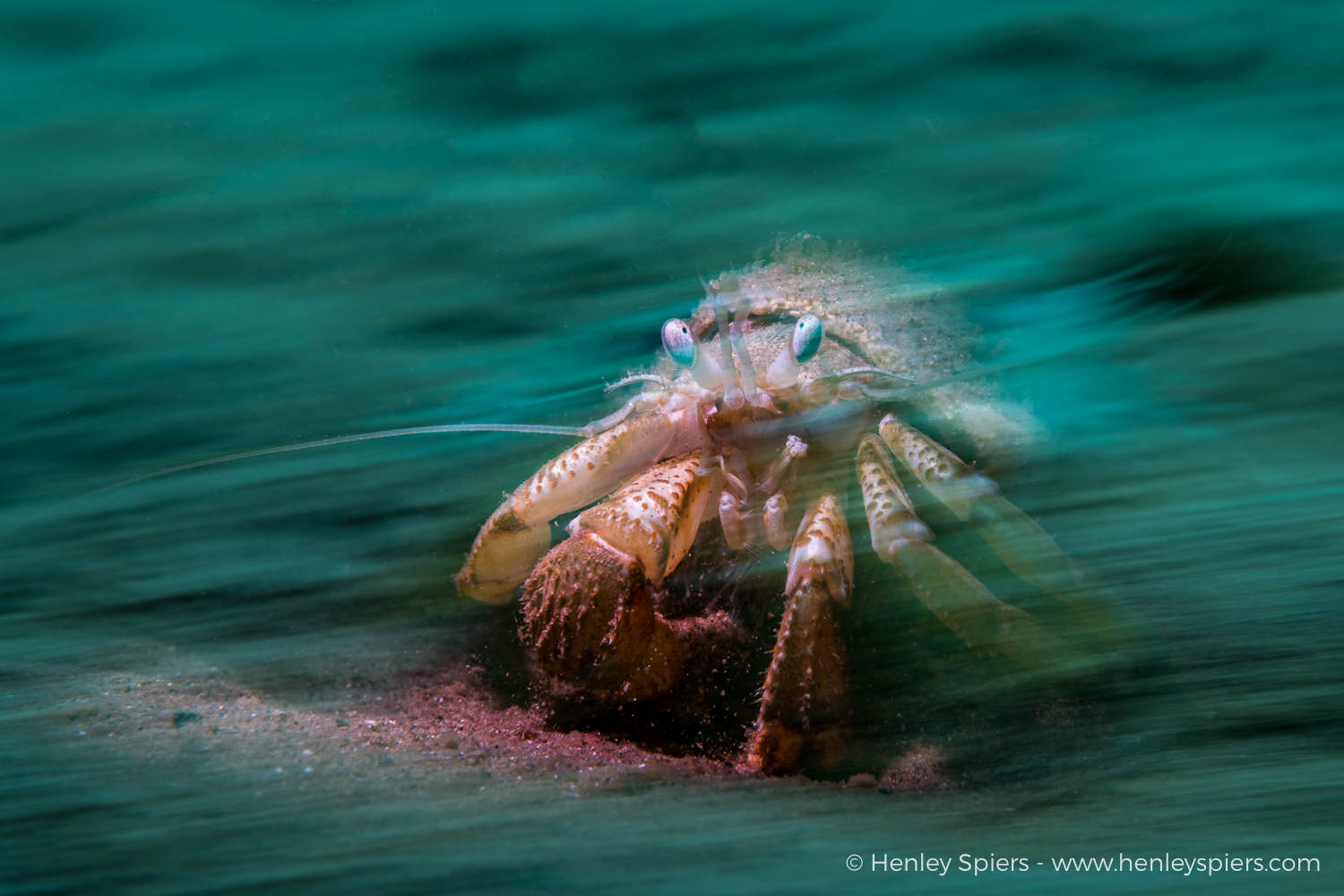 Hermit Crab