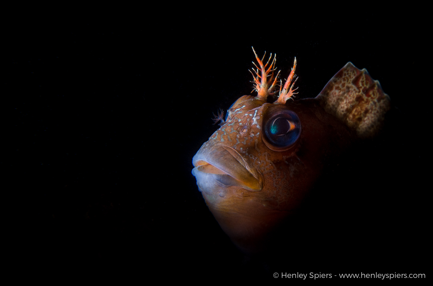 Blenny in the Spotlight