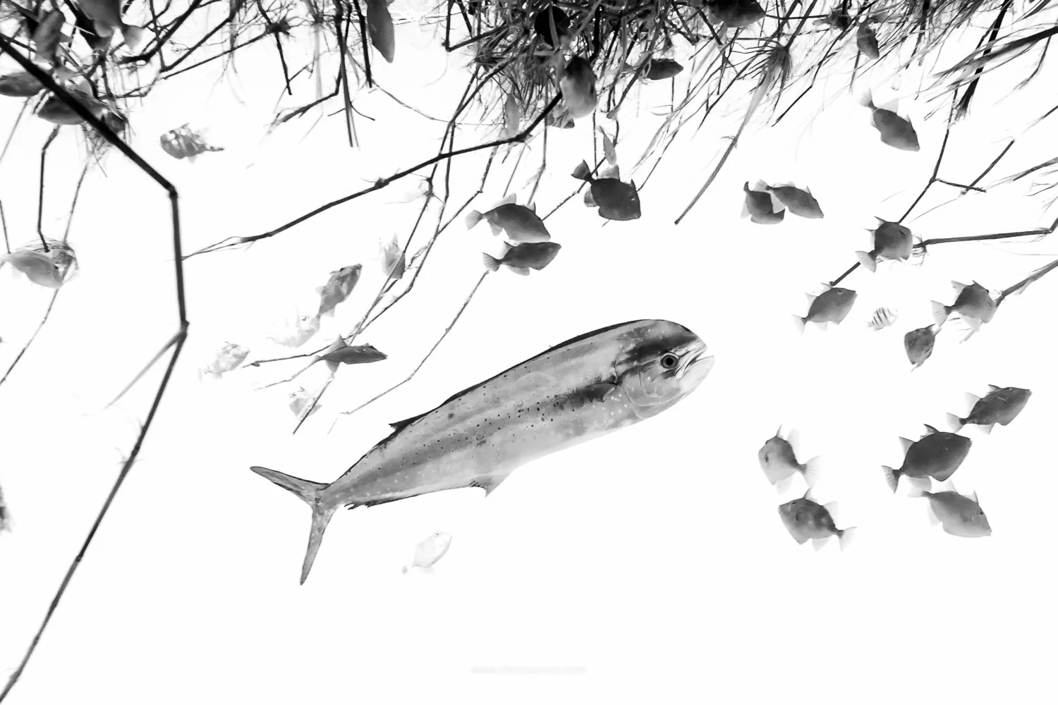 IxtapaOcean_24.06.15.jpg