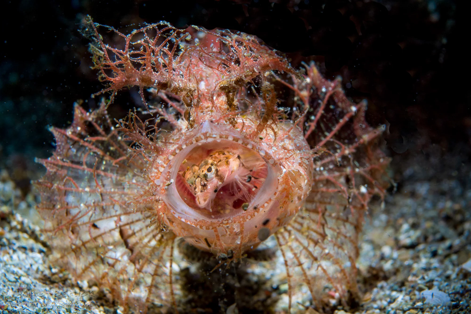 1-3rd macro world shootout _ambon scorpionfish (1 of 1).jpg
