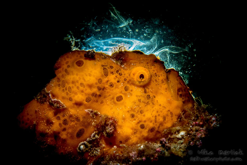 3-rimlighting with smoke_frogfish_kraken_sm (1 of 1).jpg