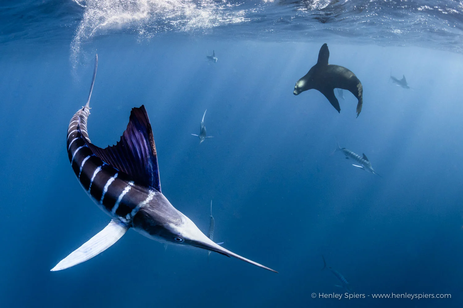 Striped_Marlin_and _Sea_Lion.jpg