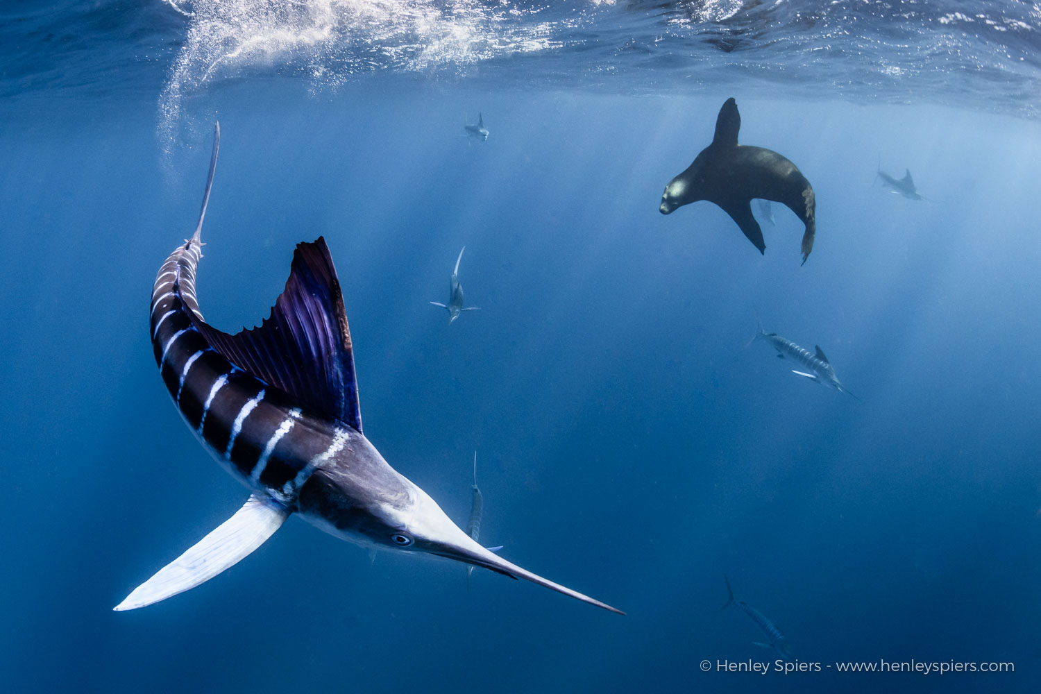Striped_Marlin_and _Sea_Lion.jpg