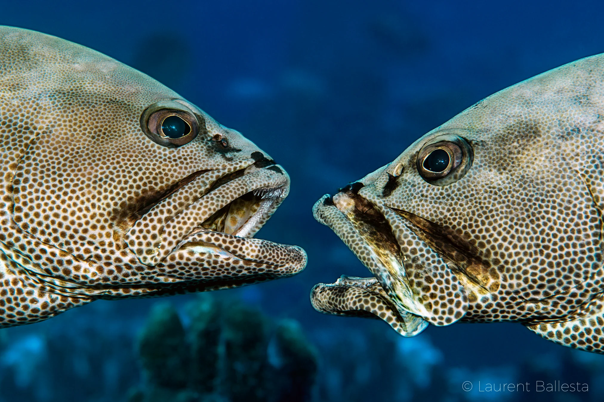 Laurent_Ballesta-Groupers.jpg