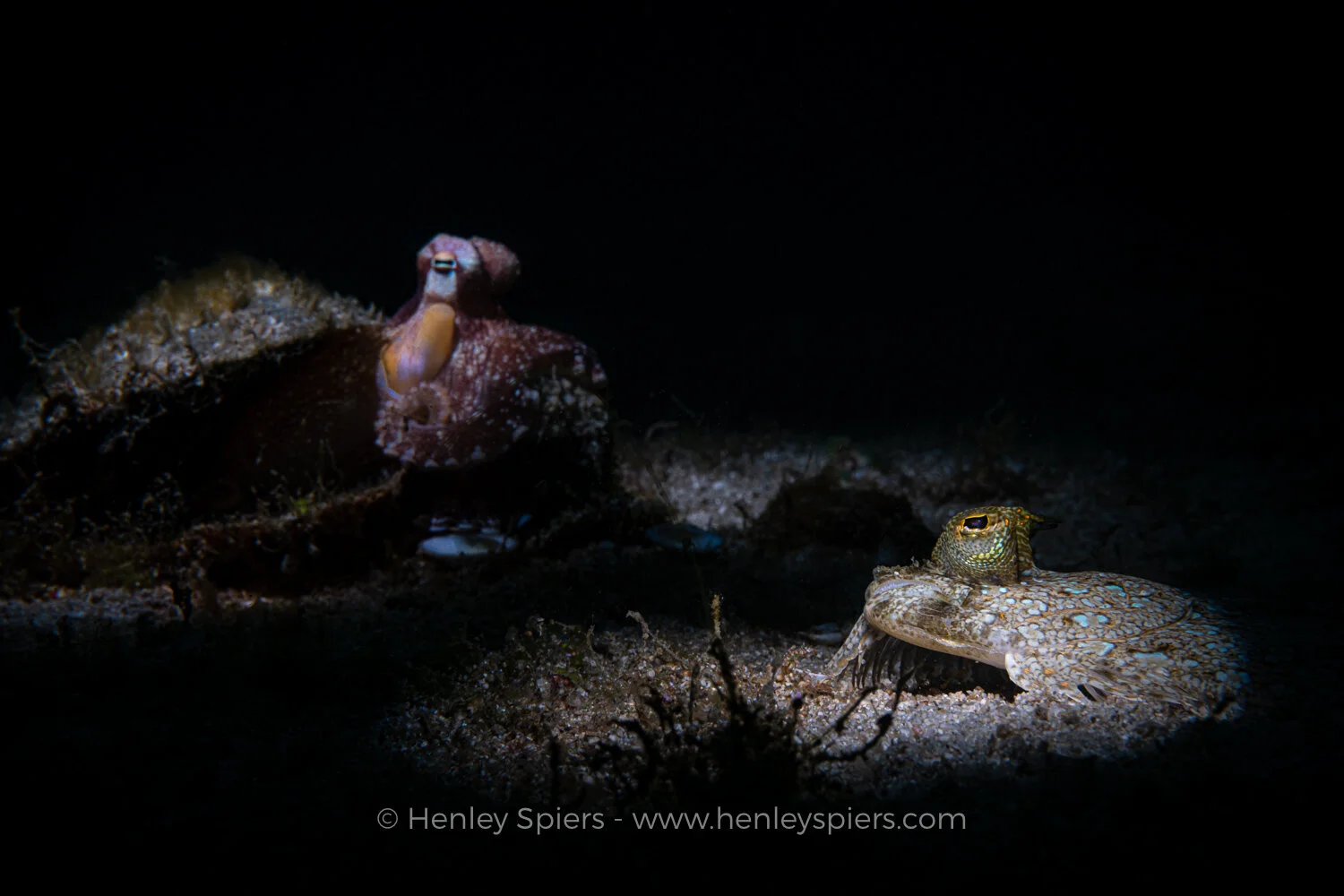 Flounder_and_Octopus.jpg
