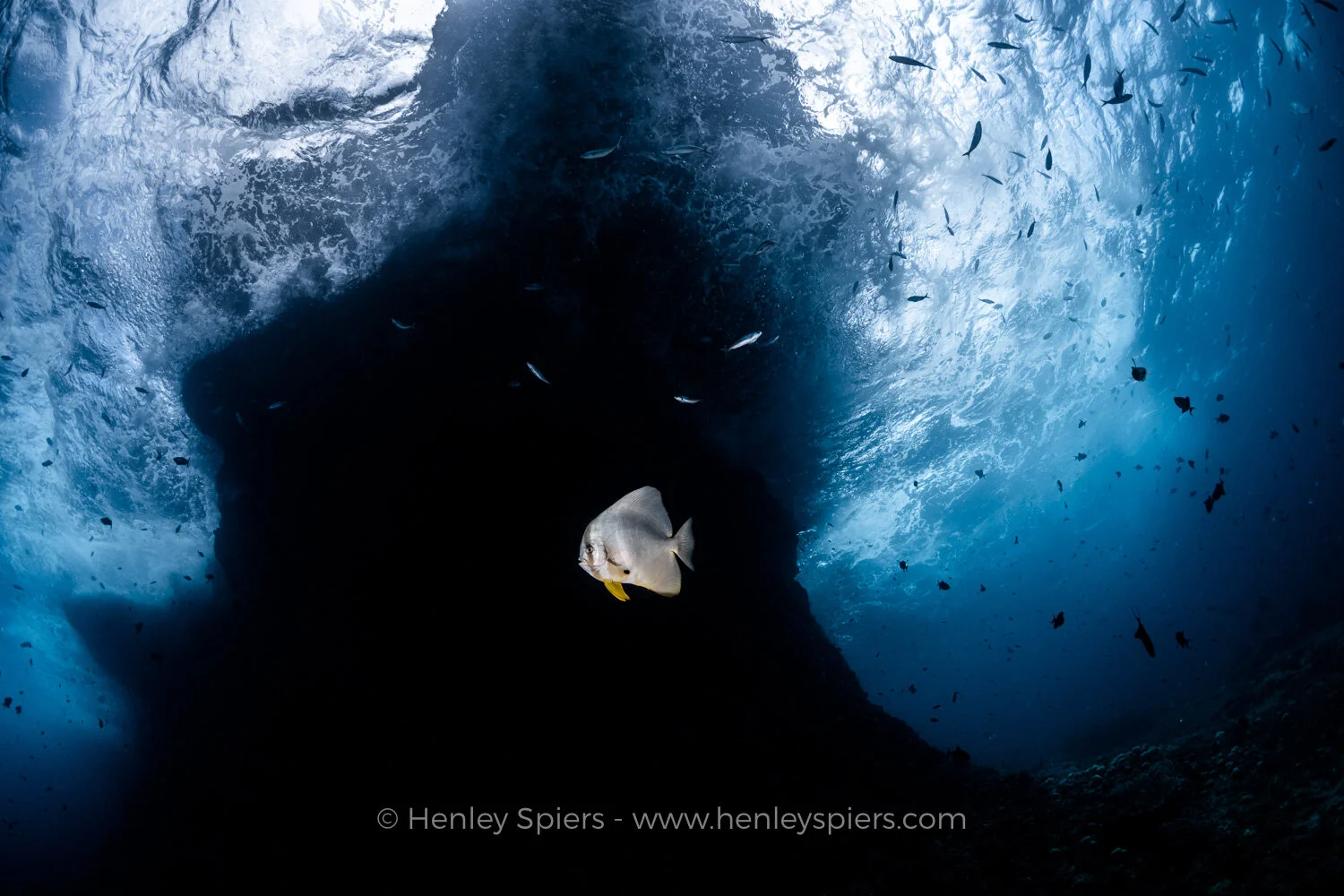 Batfish.jpg