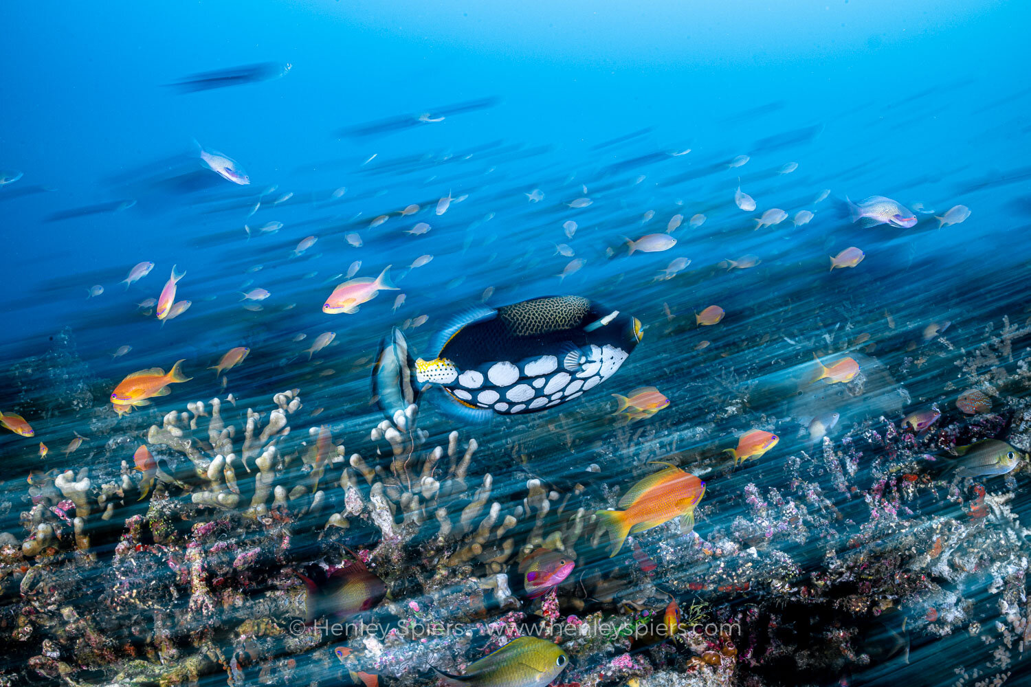 Clown_on_the_Reef.jpg
