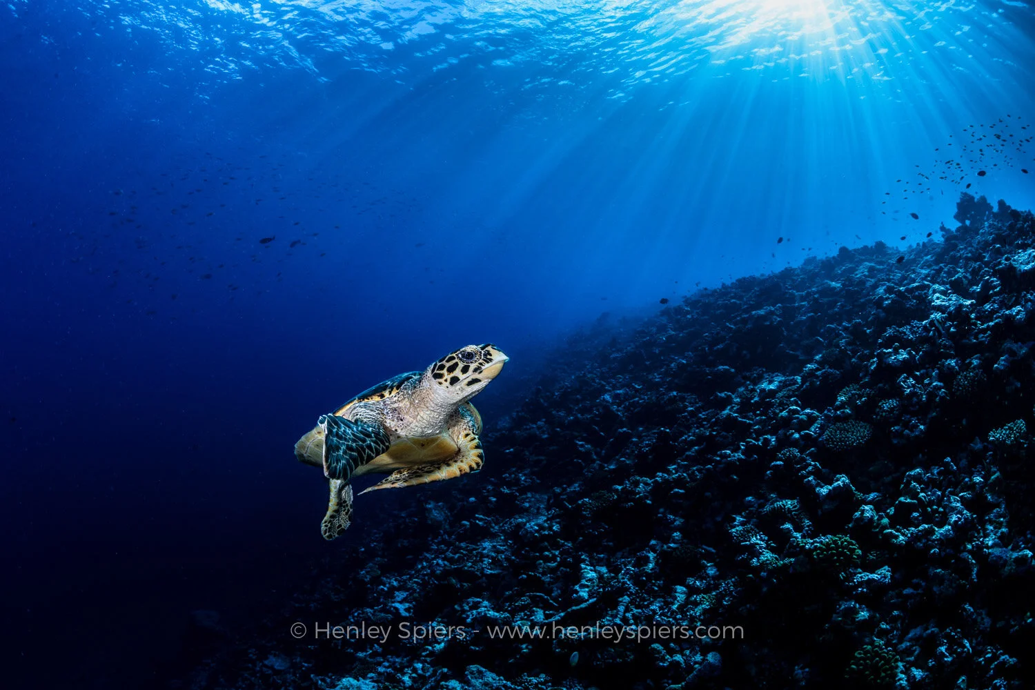Hawksbill_Turtle.jpg