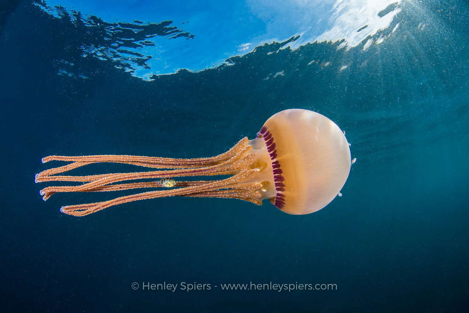 Jellyfish_Shelter.jpg
