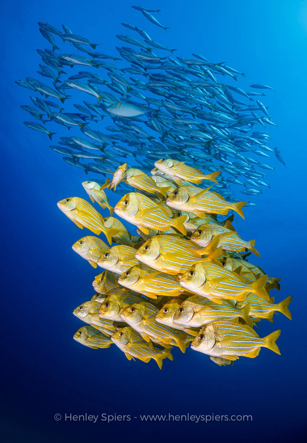 Porkfish.jpg