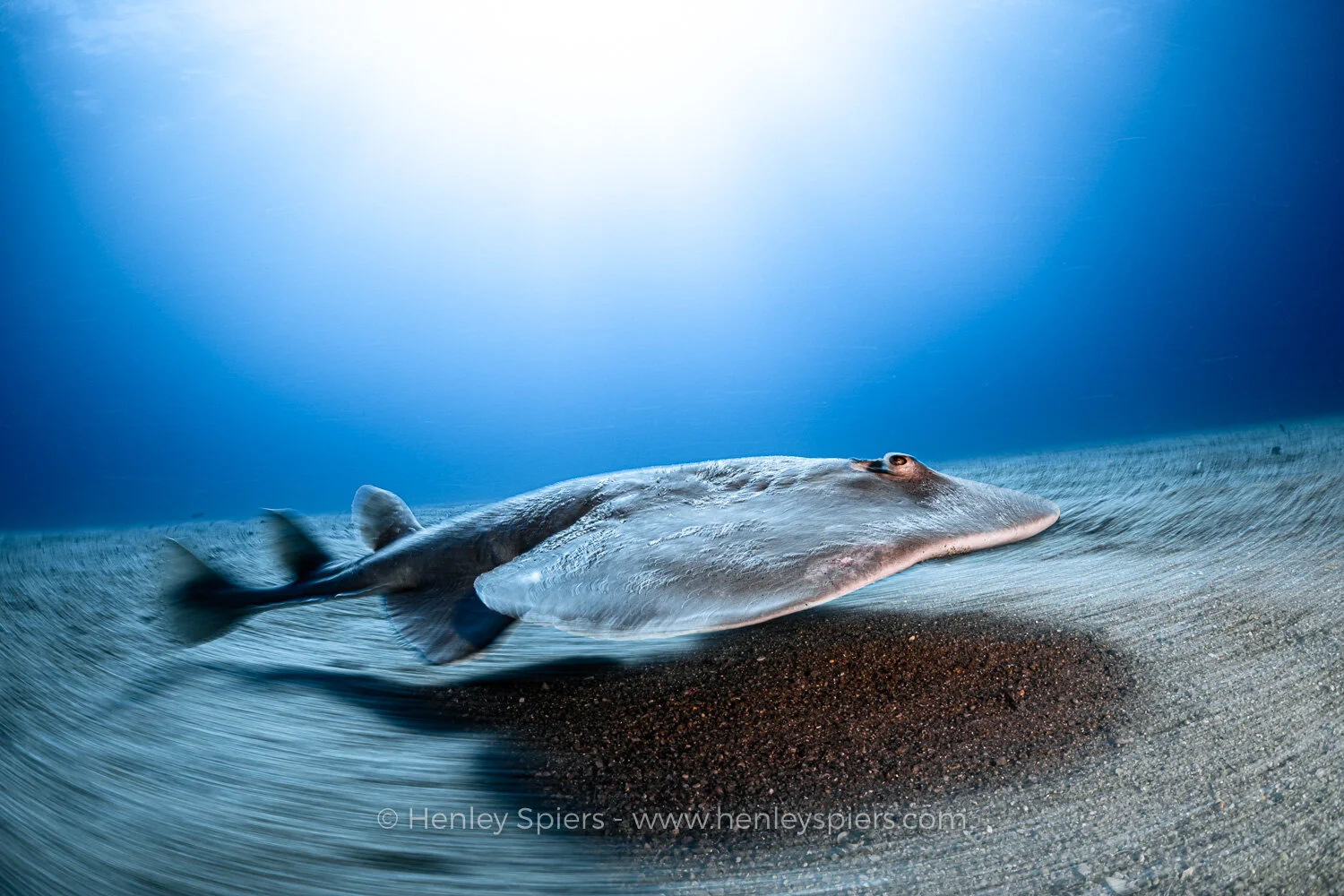 Torpedo_Ray.jpg
