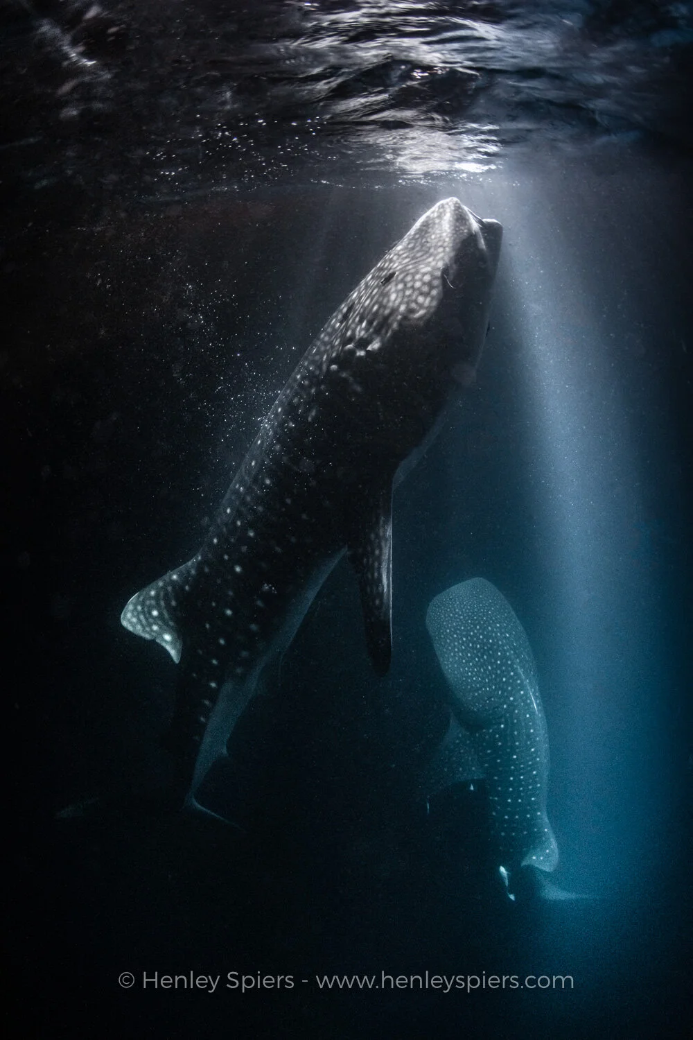 Two_Whale_Shark.jpg