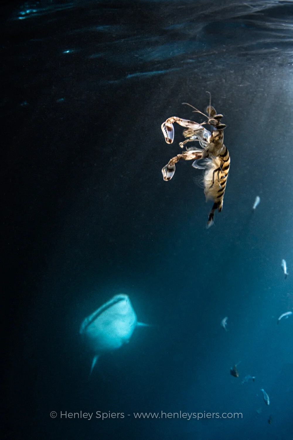 Whale_and_Mantis.jpg