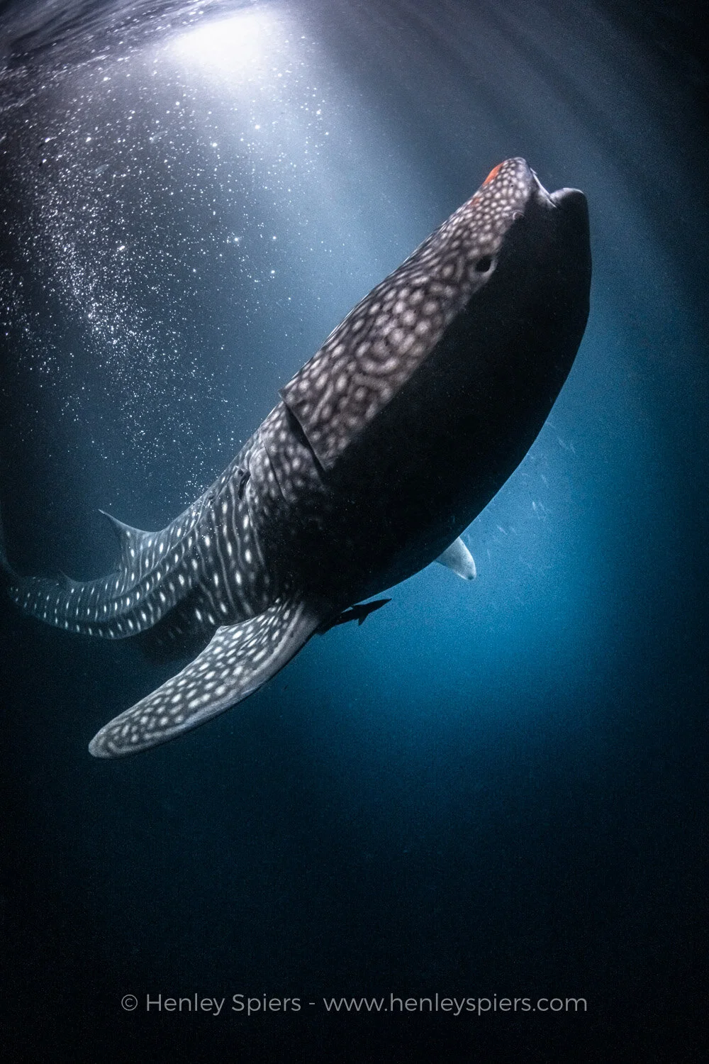 Whale_Shark.jpg