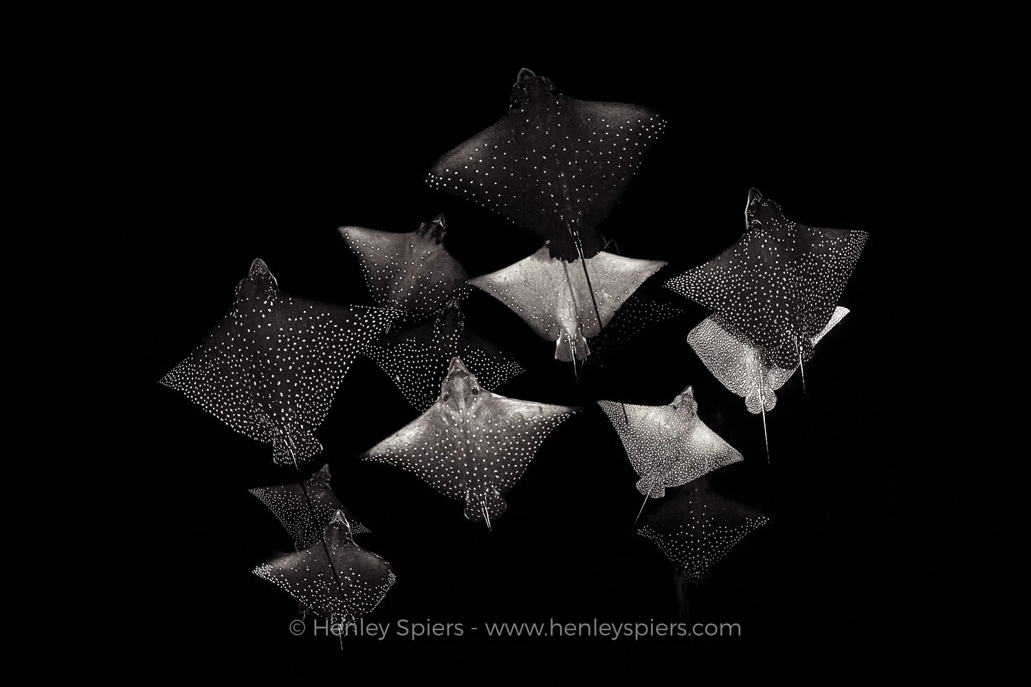 Constellation_of_Eagle_Rays.jpg