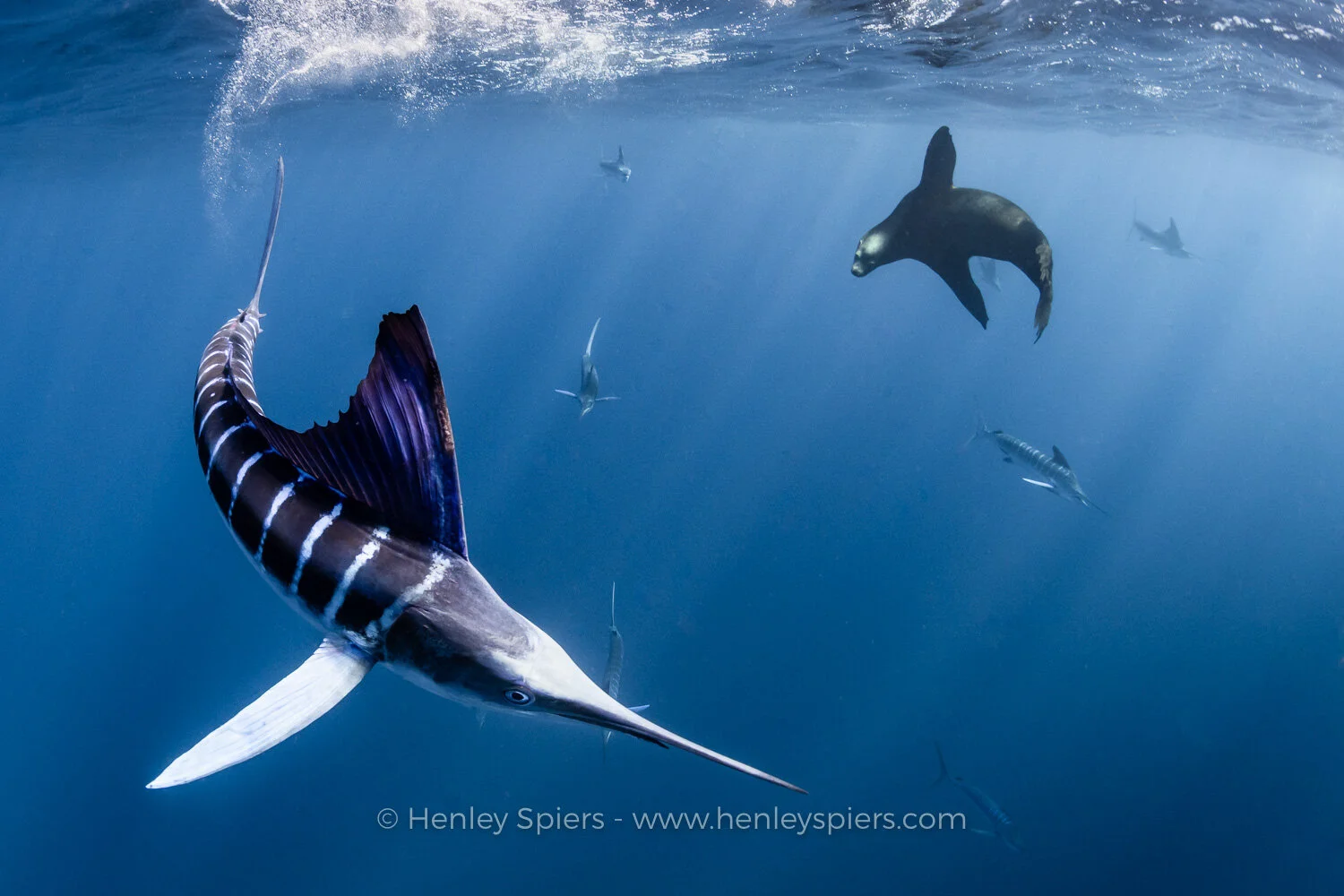 Marlin_vs_Sea_Lion.jpg