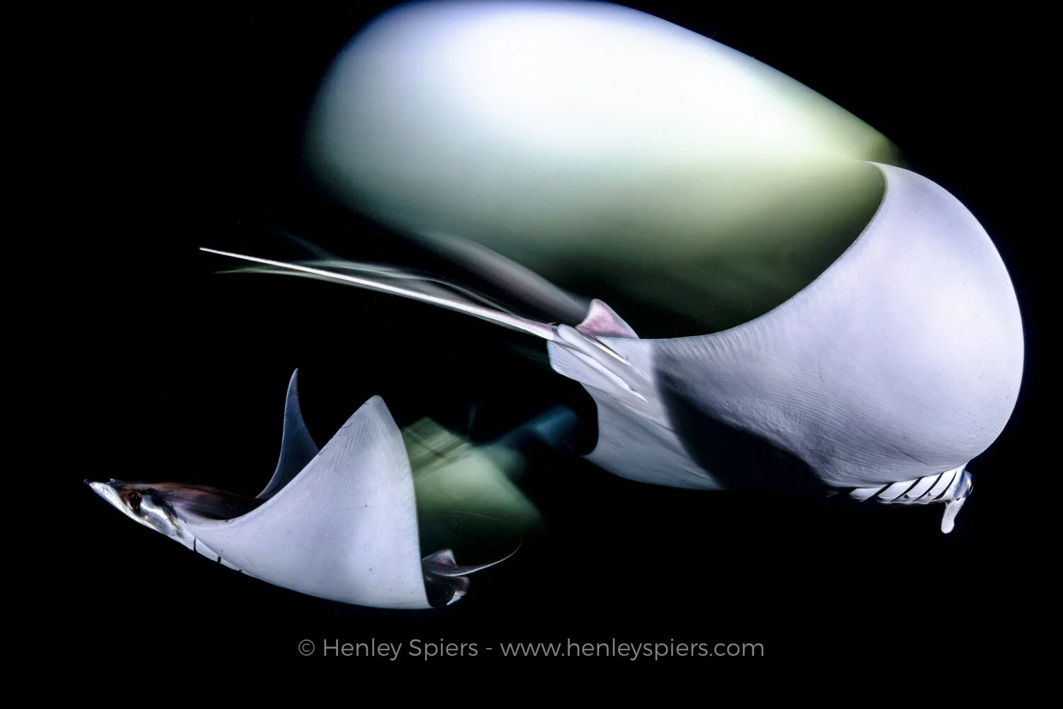 Mobula_Ray_Ballet.jpg